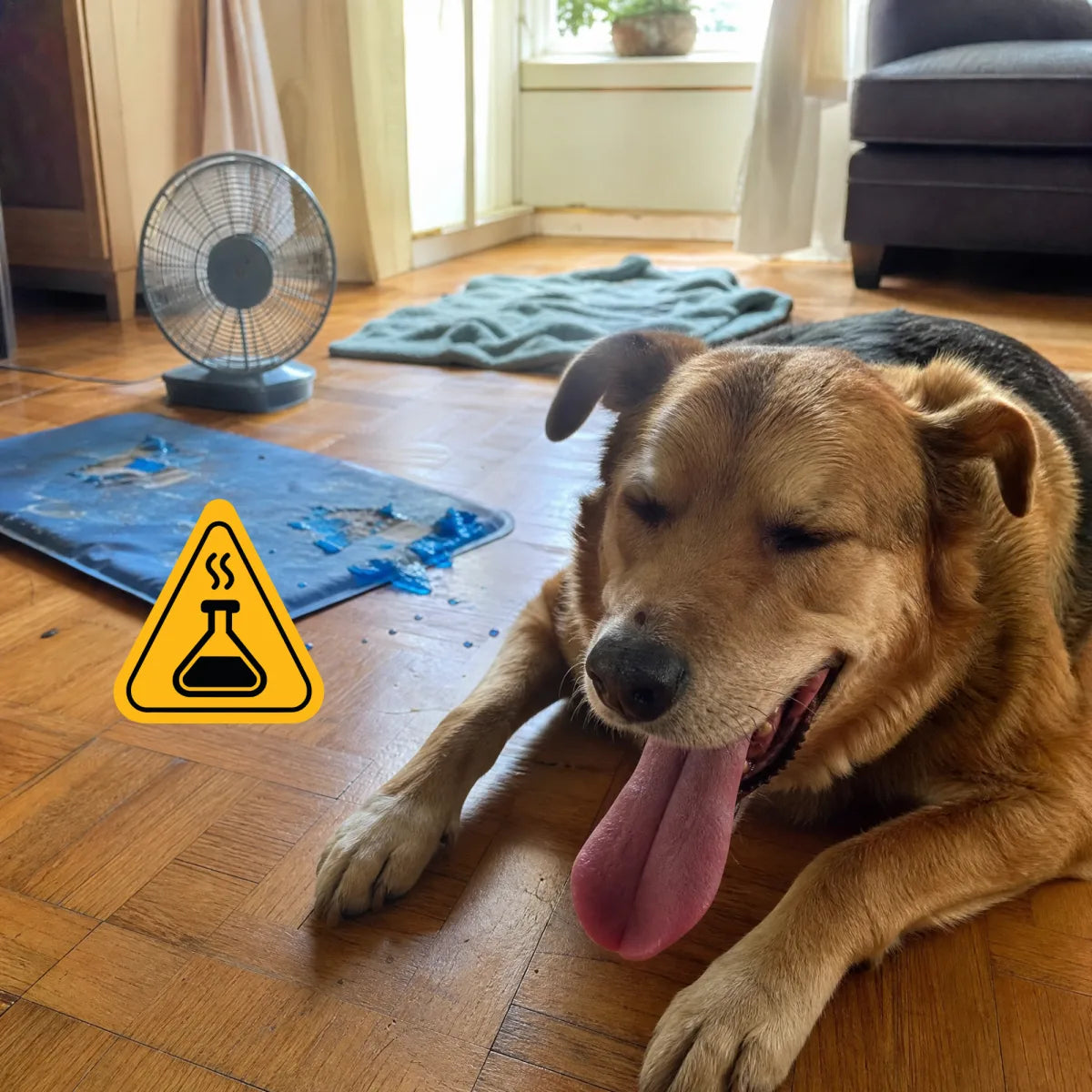 Je hond kan niet zweten