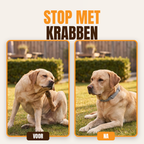 Anti-Teek en Vlooienhalsband | 8 Maanden Bescherming (1+1 GRATIS)